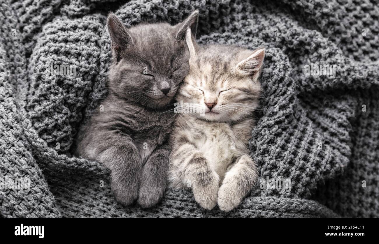 Couple Mignon 2 Chatons Amoureux Dormant Sur Une Couverture Tricotee Grise Douce Les Chats Se Reposent Sur Le Lit Feline Amour Amitie Le Jour De La Saint Valentin Pe Confortable Photo Stock
