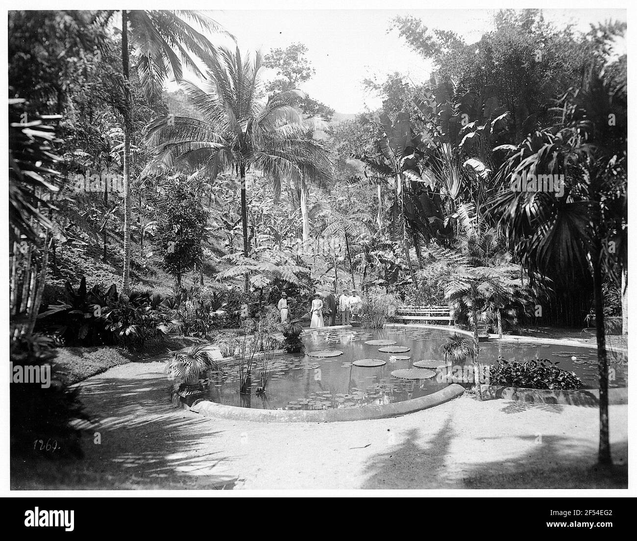 Touristes dans le jardin de Castelon de Kingston à la mer étang avec fleurs Victoria Regia Banque D'Images