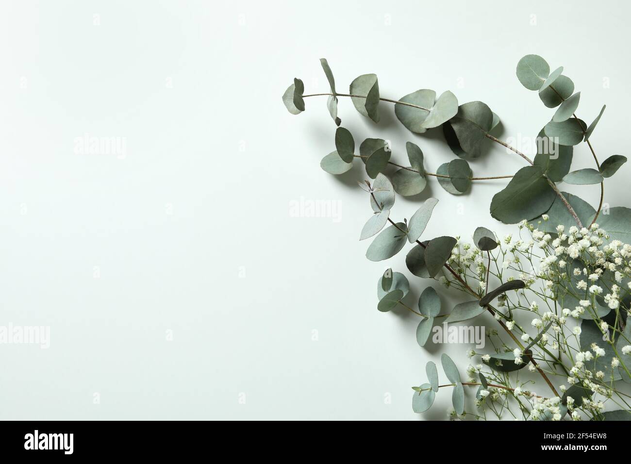 Eucalyptus Gypsophila Banque De Photographies Et D images Haute eucalyptus-gypsophila-banque-de-photographies-et-d-images-haute
