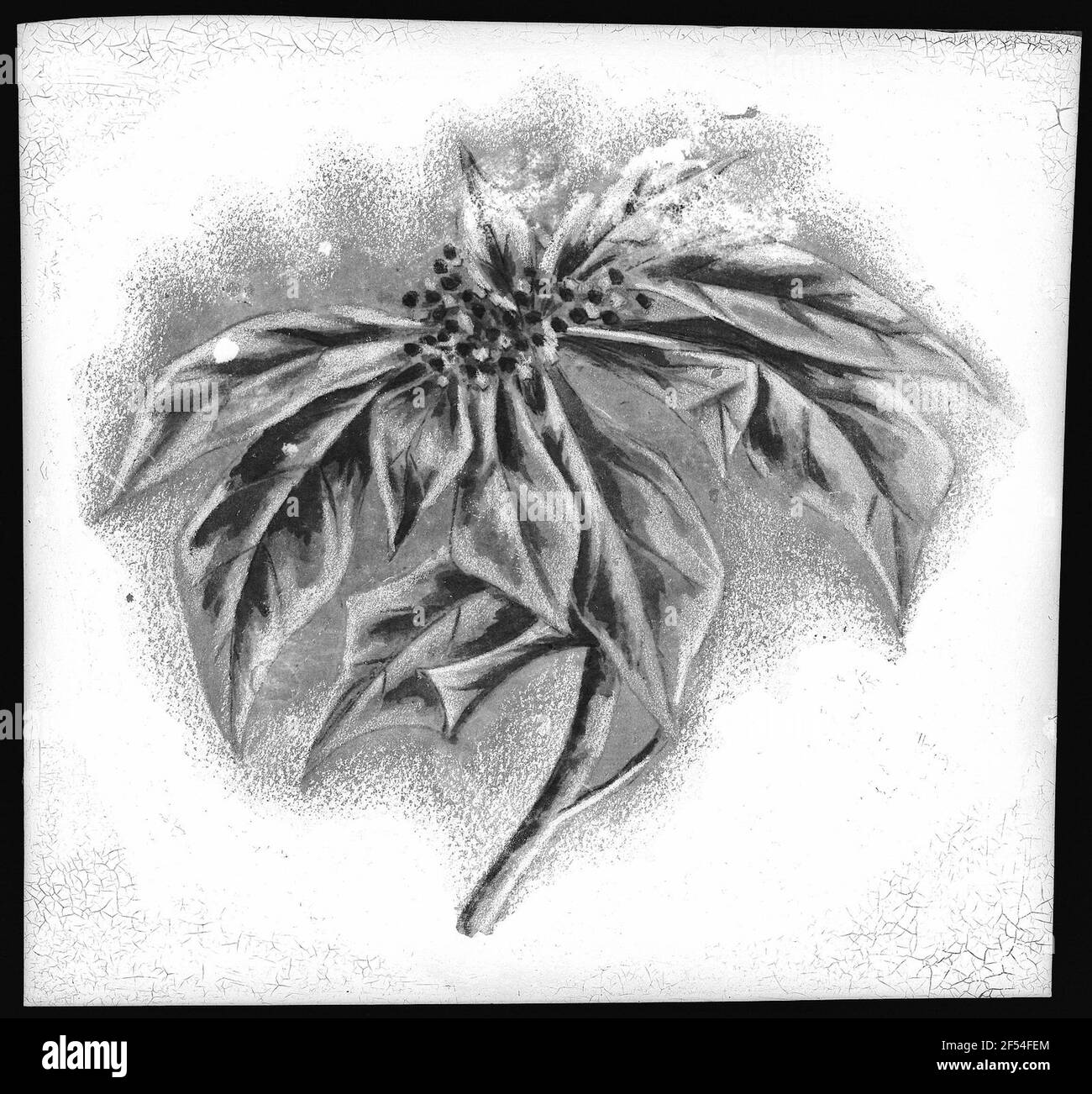 Poinsettia Blossom Banque D'Images