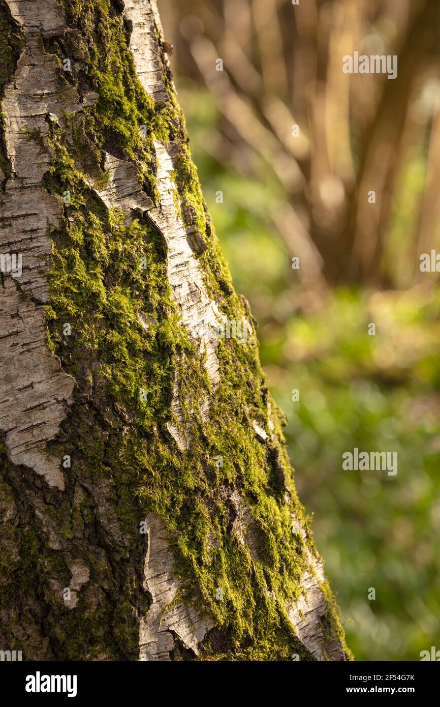 Très gros plan et intéressants motifs naturels et textures sur le tronc des arbres, motifs naturels Banque D'Images