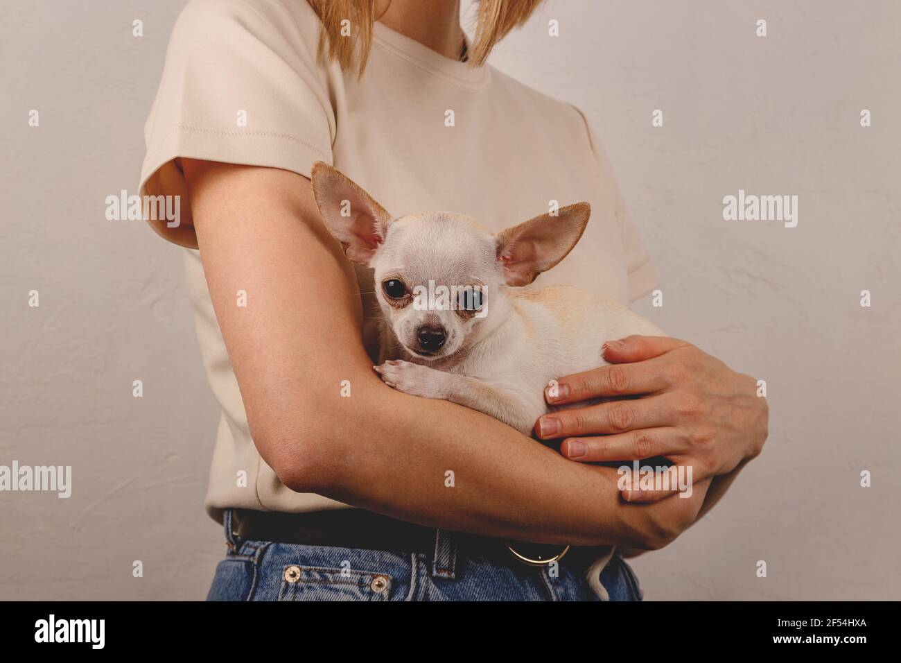 Femme tenant un petit chien chihuahua dans ses bras à la maison Banque D'Images
