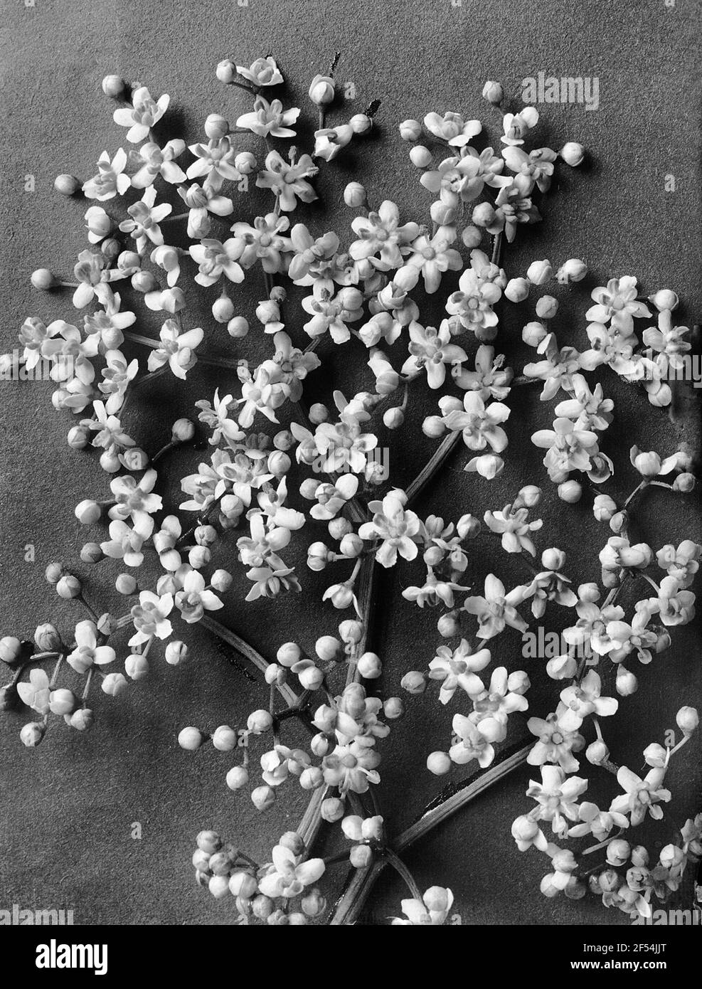 Myrtille noire (Sambucus Nigra L.), inflorescence Banque D'Images