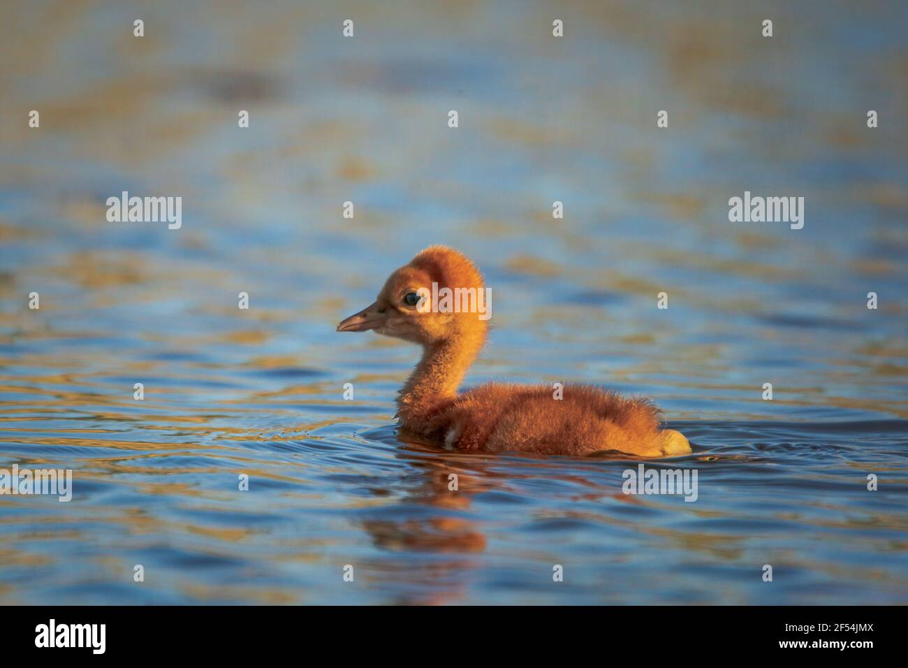 Une grue de sable vieille d'une heure colt teste les eaux de la réserve naturelle de Kangaroo Lake près du port de Baileys, dans le comté de Door. Image prise de mon kayak. Banque D'Images