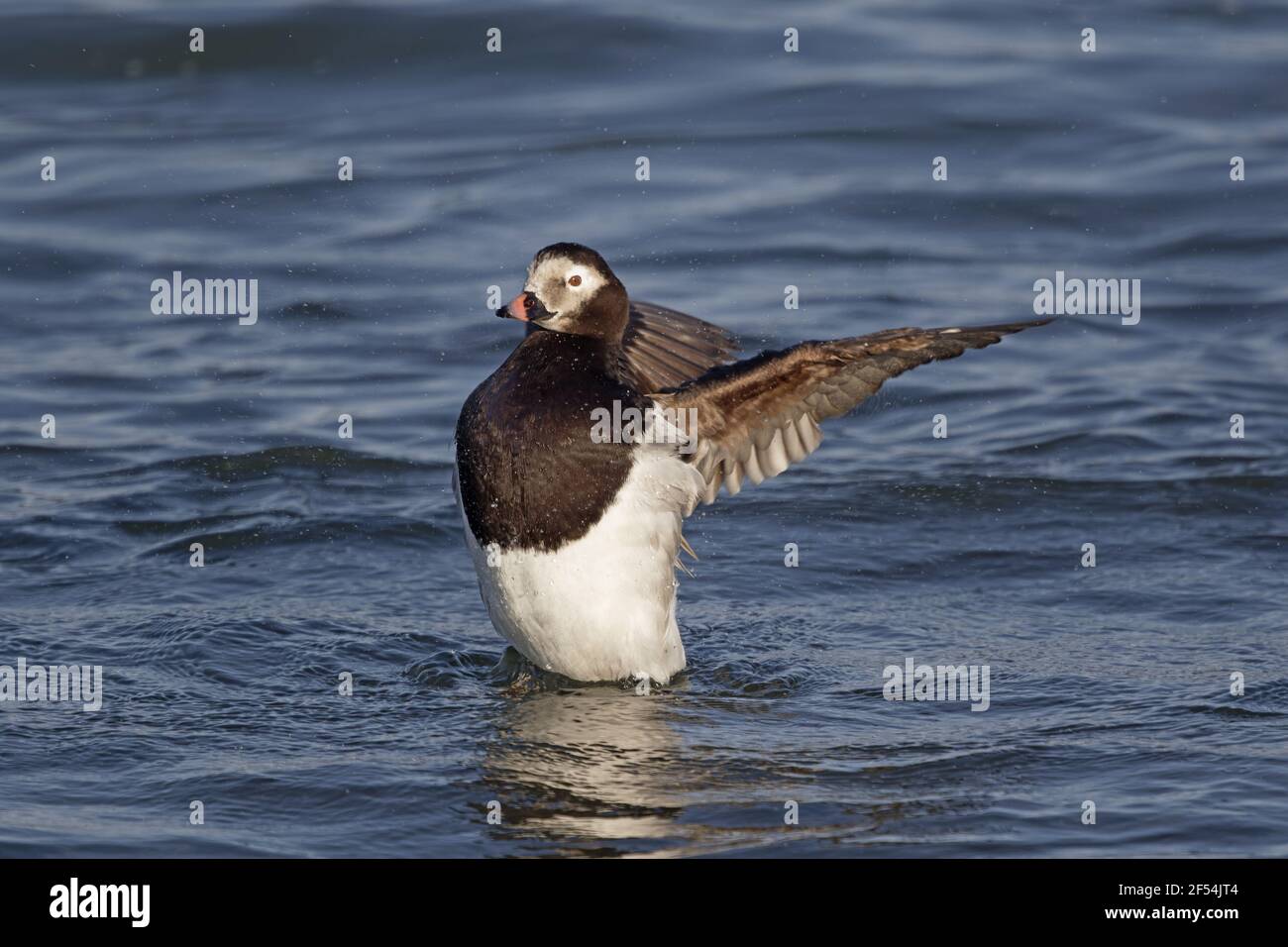 Canard à longue queue - Les ailes battantes (Clangula hyemalis) Le lac Myvatn Islande BI028149 Banque D'Images