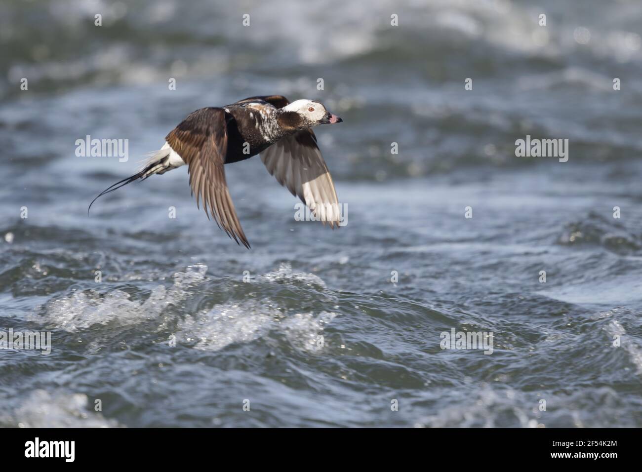 Canard à longue queue - en vol au-dessus de la rivière au débit rapide, Clangula hyemalis lac Myvatn Islande BI028153 Banque D'Images