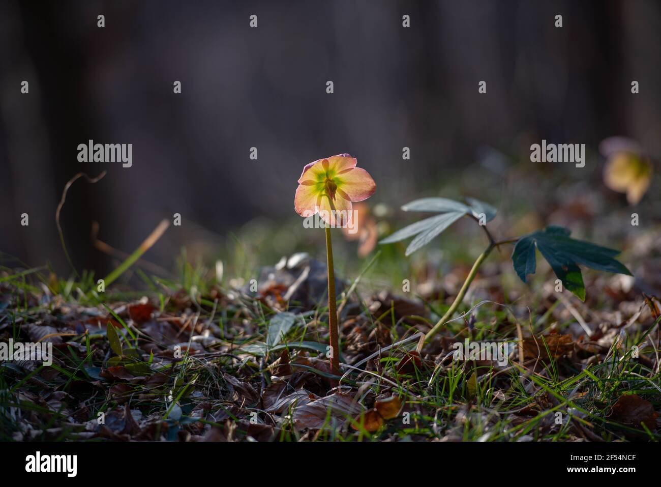 Helleborus de couleur rose s'est épanouie Banque D'Images