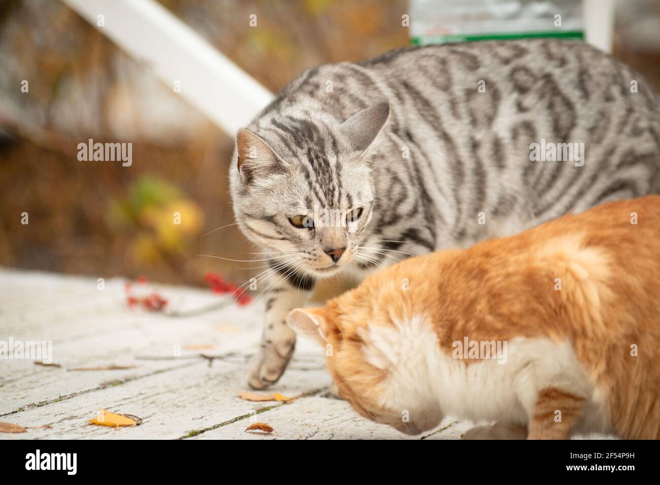 Deux chats, l'un rayé gris et l'autre rouge, sont à la recherche de nourriture dans le parc sur une promenade en bois blanc en automne Banque D'Images