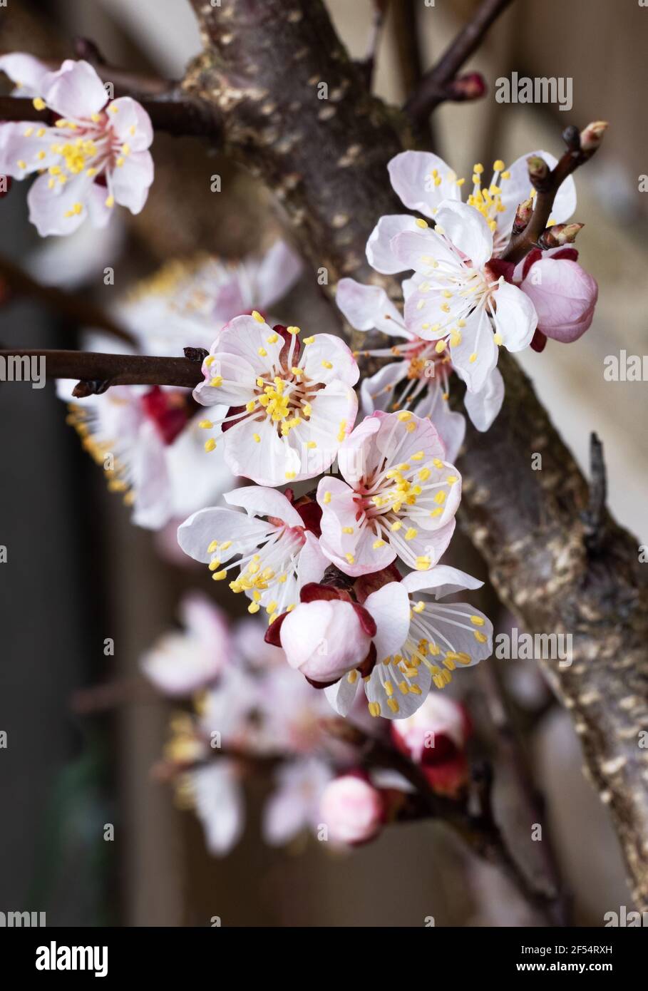 Fleurs d'abricot au Royaume-Uni; fleurs d'abricot roses sur un abricot, Prunus Armeniaca, en gros plan en croissance dans le Suffolk au Royaume-Uni Banque D'Images