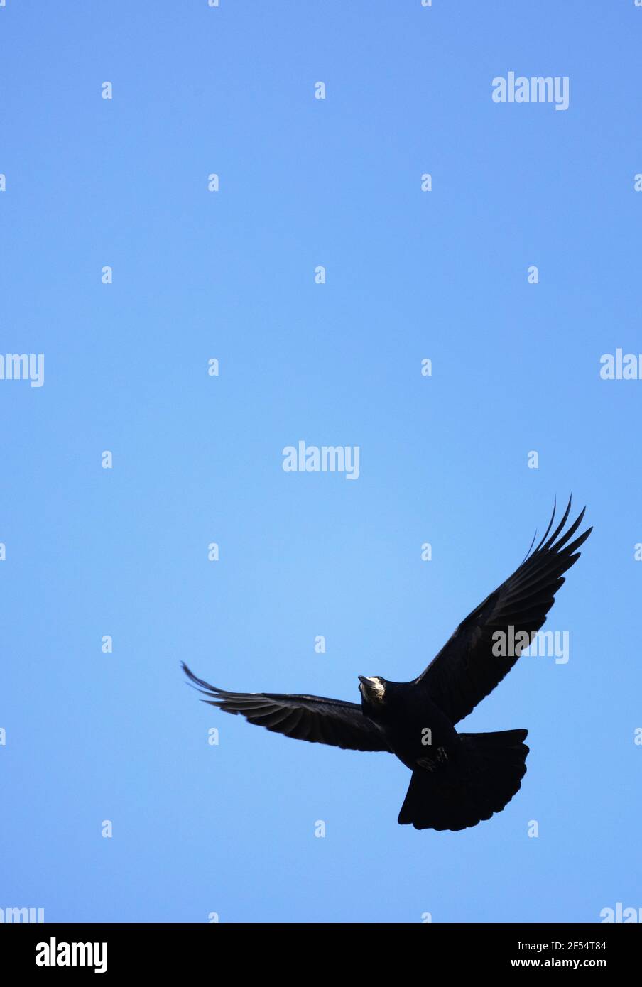 Rook Flying, Corvus frugilegus, un oiseau de la famille des corneets, contre un ciel bleu, Suffolk Angleterre Royaume-Uni Banque D'Images