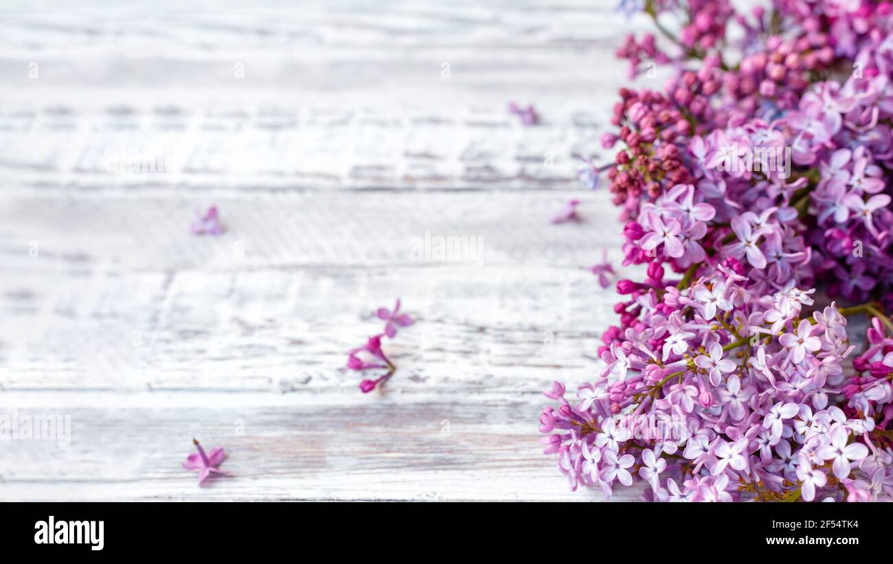 Mauve lilas branches printanières de lilas fleurs bouquet festif de fleurs. Longue bannière Web avec espace de copie. Branche de lilas violet sur la table, plate-forme florale Banque D'Images