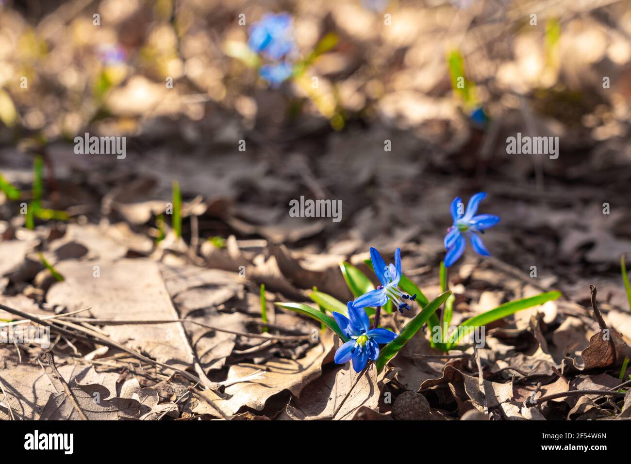 Blue scilla siberica fleurs du début du printemps Banque D'Images
