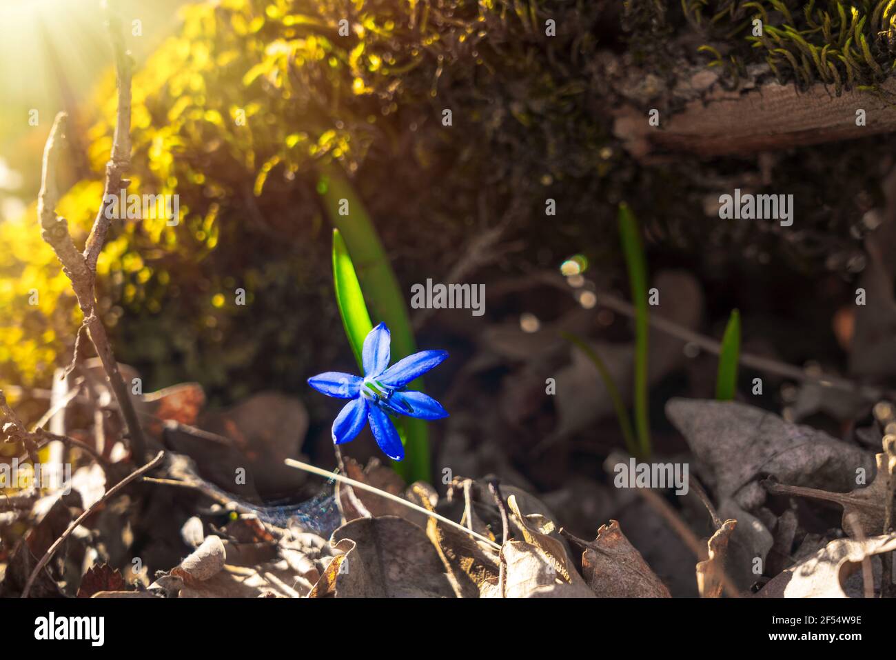 Blue scilla siberica fleurs du début du printemps Banque D'Images