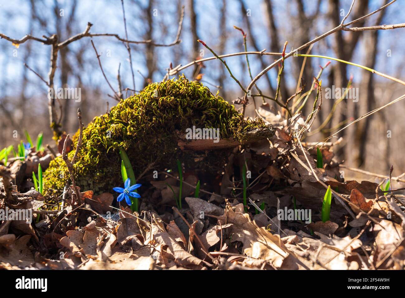 Blue scilla siberica fleurs du début du printemps Banque D'Images