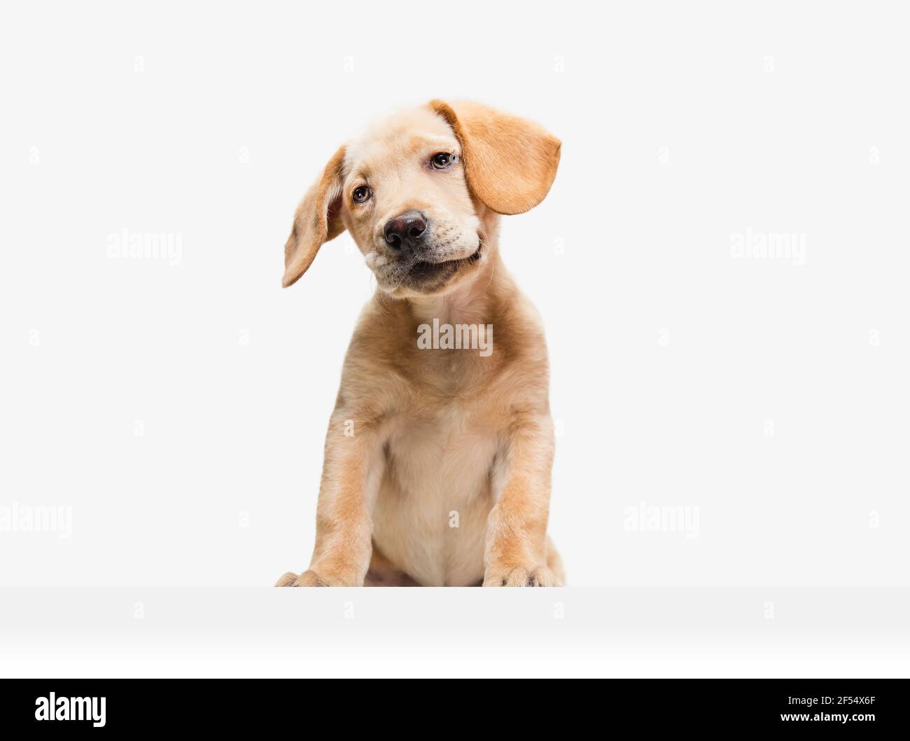 Little Labrador Retriever jouant sur fond blanc de studio Banque D'Images