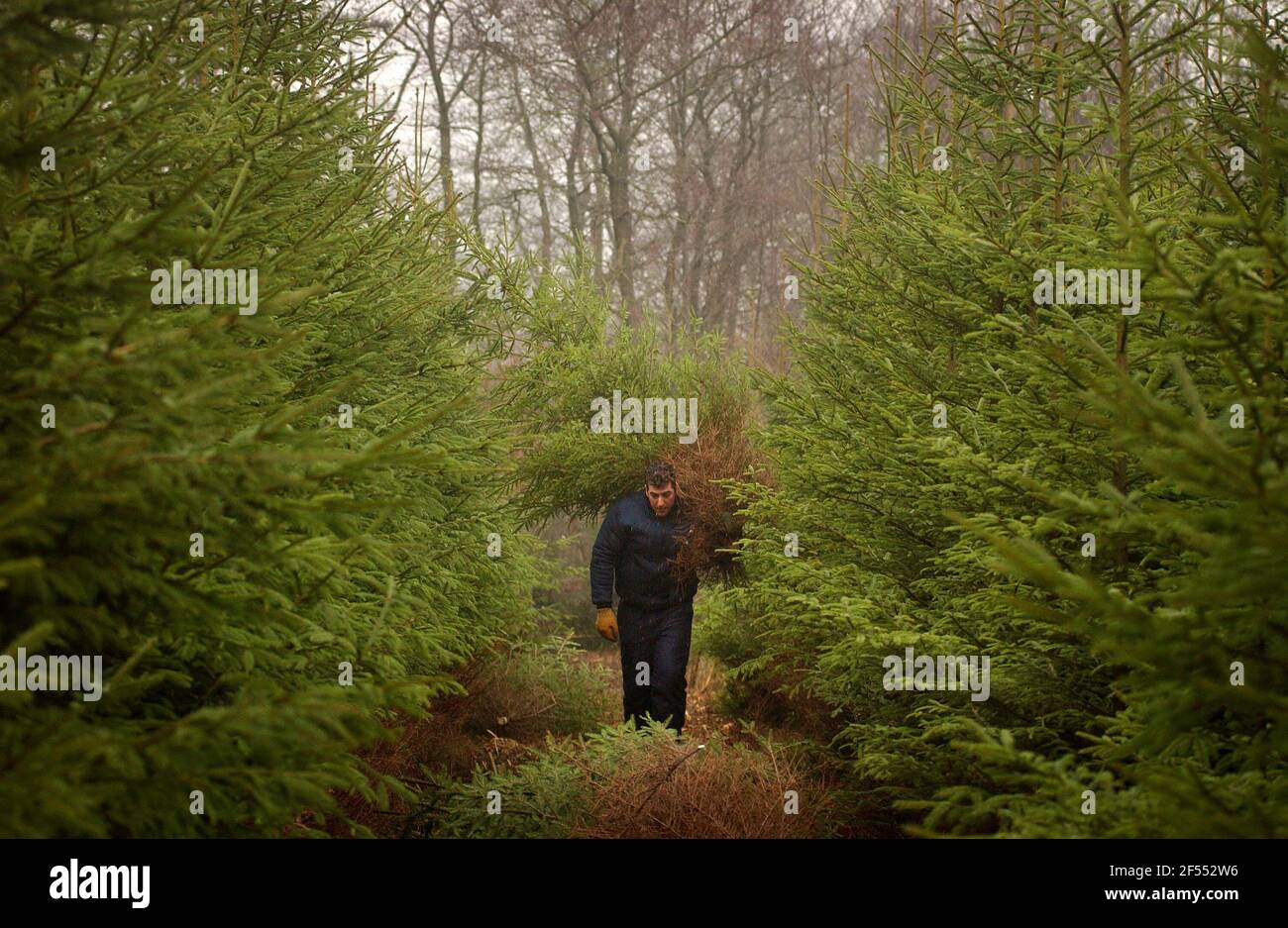 LE FORESTIER TOM WATTERS COUPE DE L'ÉPINETTE DE NORVÈGE DANS UNE PLANTATION SUR LE DOMAINE D'ARBURY À NORTHANTS. 13/12/02 le personnel de PILSTONField a été photographié ce matin en coupant des arbres de Noël sur le domaine Arbury, Nuneaton. Si la photo est imprimée, pourriez-vous vous assurer que les « fontaines » sont mentionnées, en collaboration avec le domaine d'Arbury ? Les fontaines sont des consultants forestiers du domaine d'Arbury. (Lorsqu'on le cite, les fontaines devraient être toutes minuscules et je les attache ). Les hommes photographiés étaient Terry Bayley (superviseur) et Tom Watters (chef d'équipe) - tous deux membres de l'équipe de terrain des fontaines. Banque D'Images