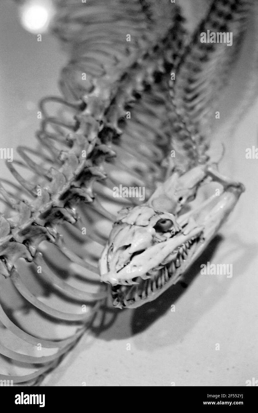 Squelette de serpent Banque D'Images
