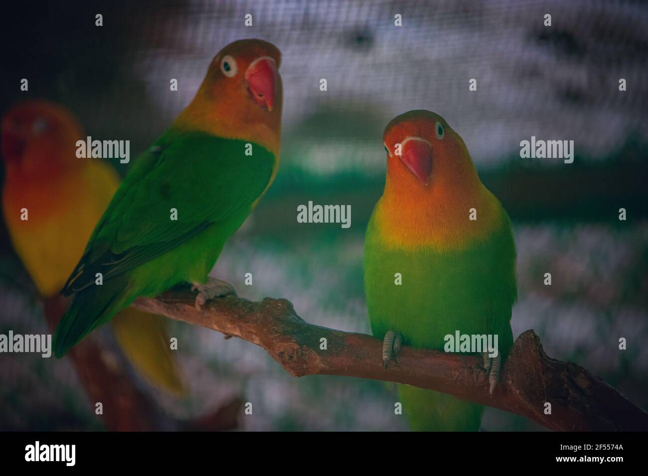 Deux oiseaux de la paire rouge-vert Parrot assis sur une branche d'un arbre dans un zoo. Banque D'Images