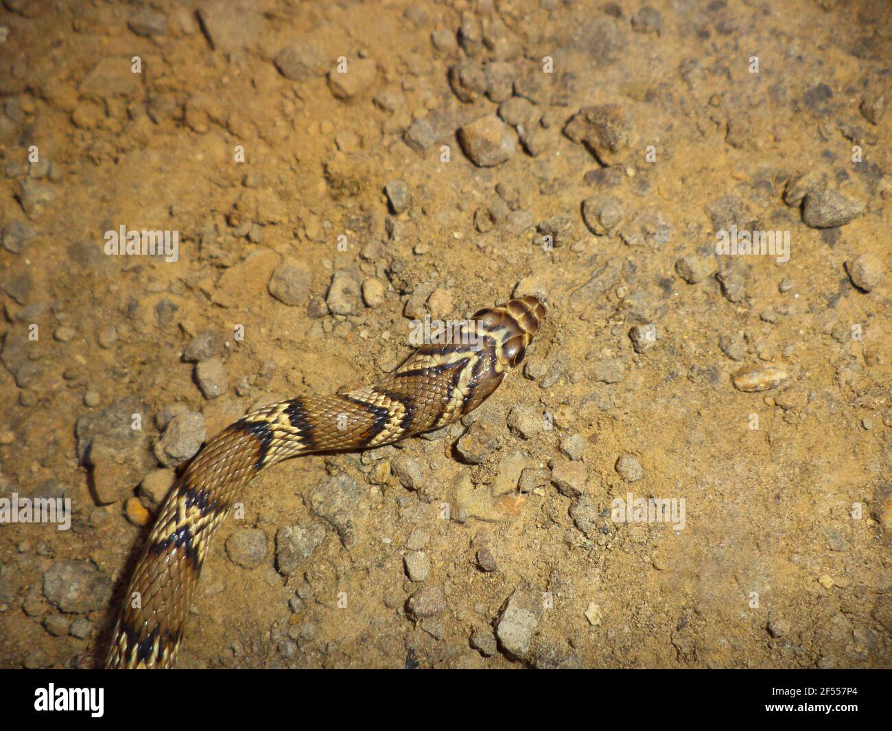 Chef de Gunther Racer, Coluber gracilis, Satara, Maharashtra, Inde. Serpent rarement vu trouvé dans les parties sèches de l'ouest de l'Inde. Banque D'Images