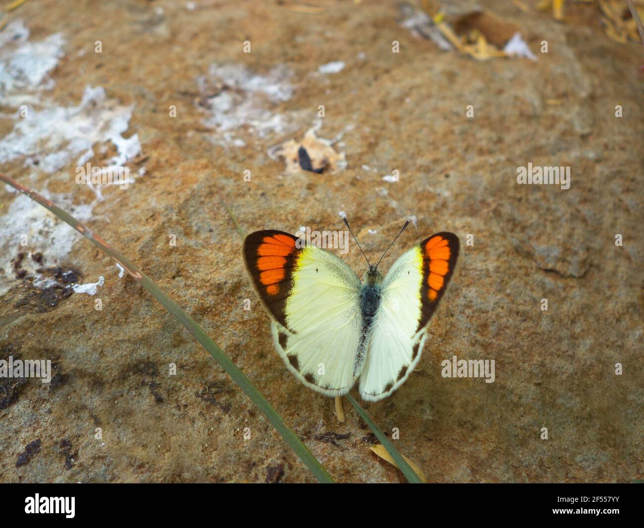 Orange Tips, Colotis danae, Satara, Maharashtra, Inde Banque D'Images
