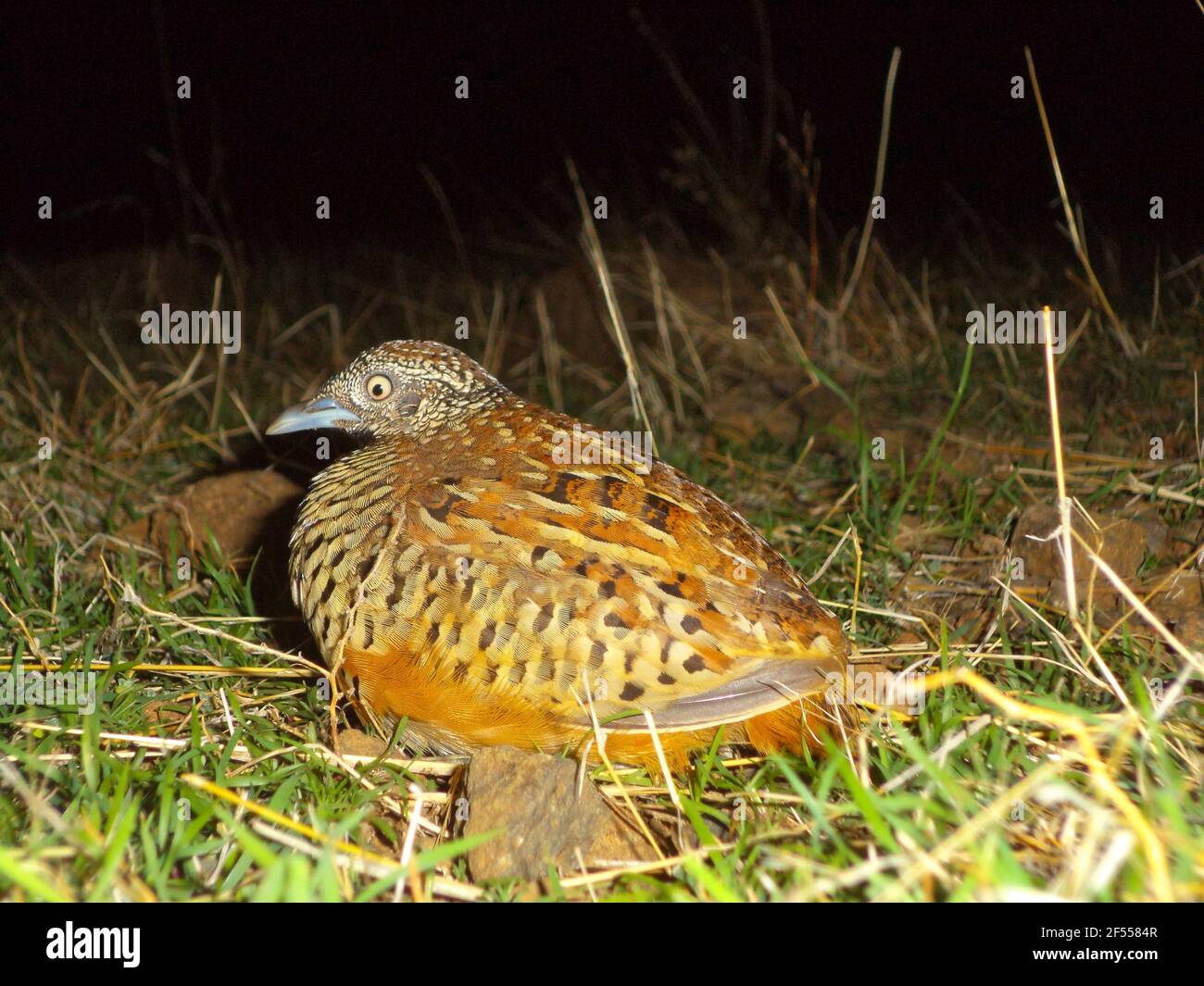Caille de Bush, Perdicula Argoondah, Satara, Maharashtra, Inde Banque D'Images