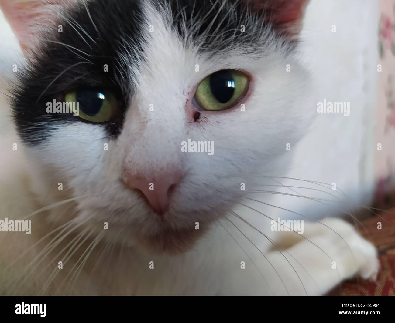 Museau De Chat Aux Yeux Verts Nez Rose Et Cheveux Noirs Et Blancs Rayure Sous Les Yeux Mise Au Point Selective Photo Stock Alamy