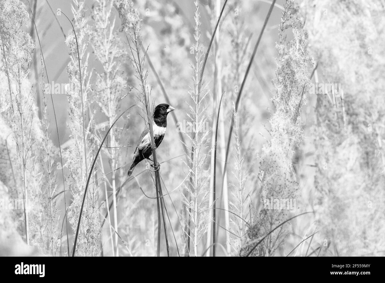 Munia à tête noire Banque D'Images