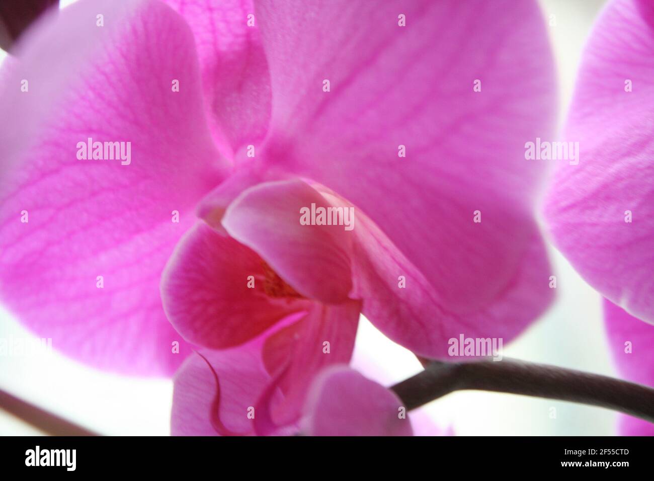 Orchid Banque D'Images