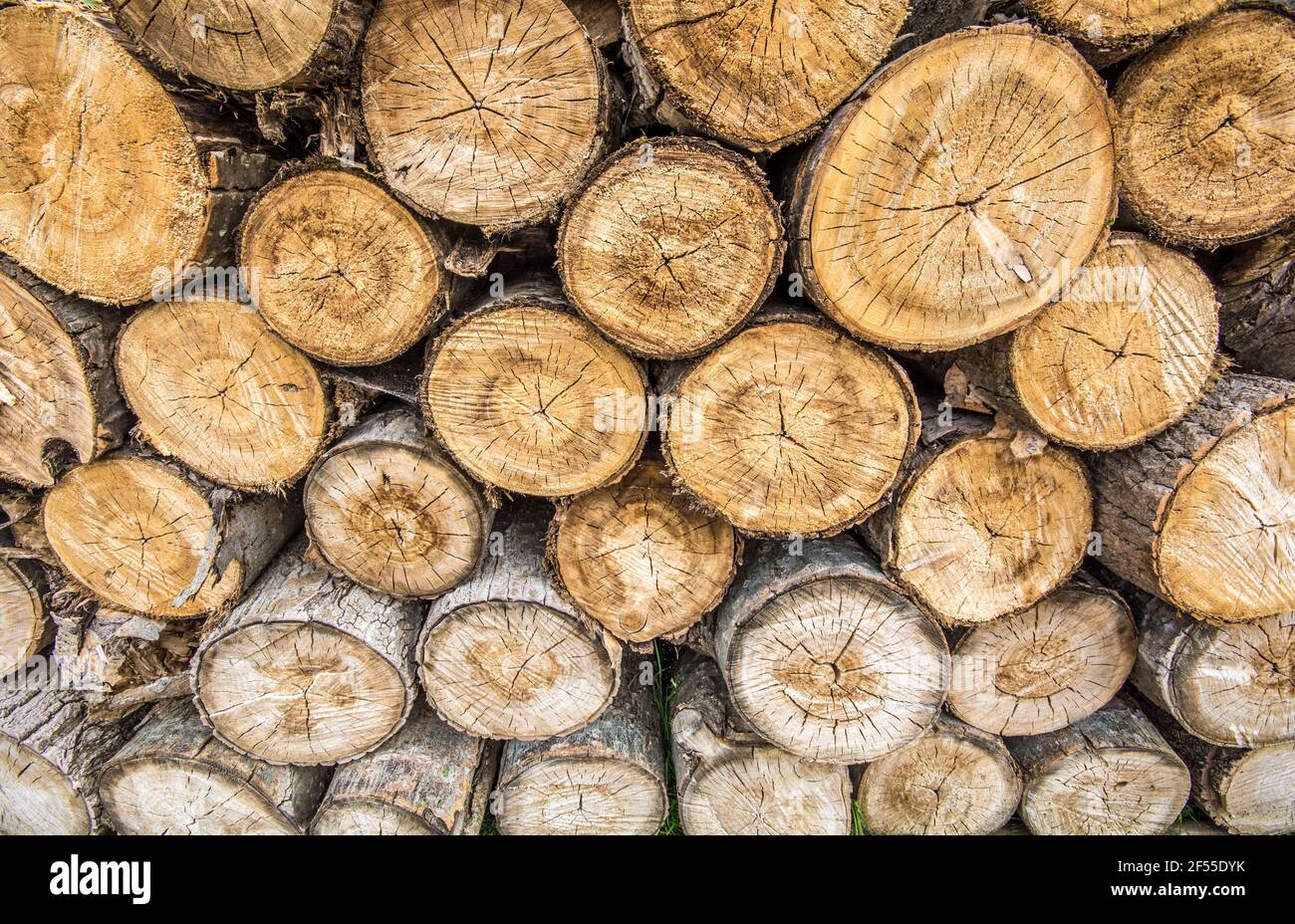 Malles qui sont stockés secs pour être transformés en bois de chauffage Banque D'Images