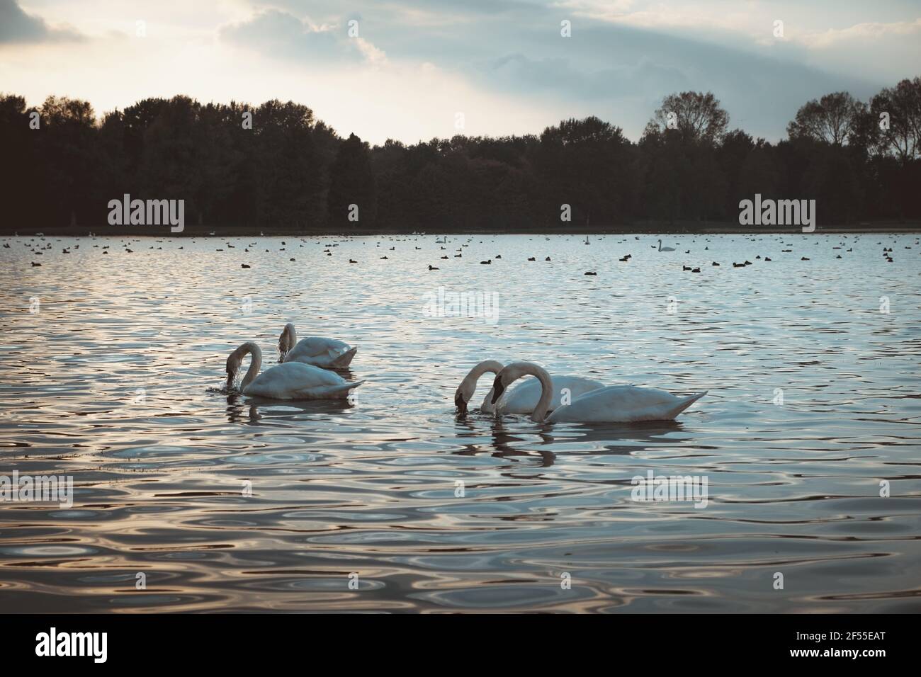 Quatre cygnes dans l'eau pendant la consommation de soleil ou de manger. Banque D'Images
