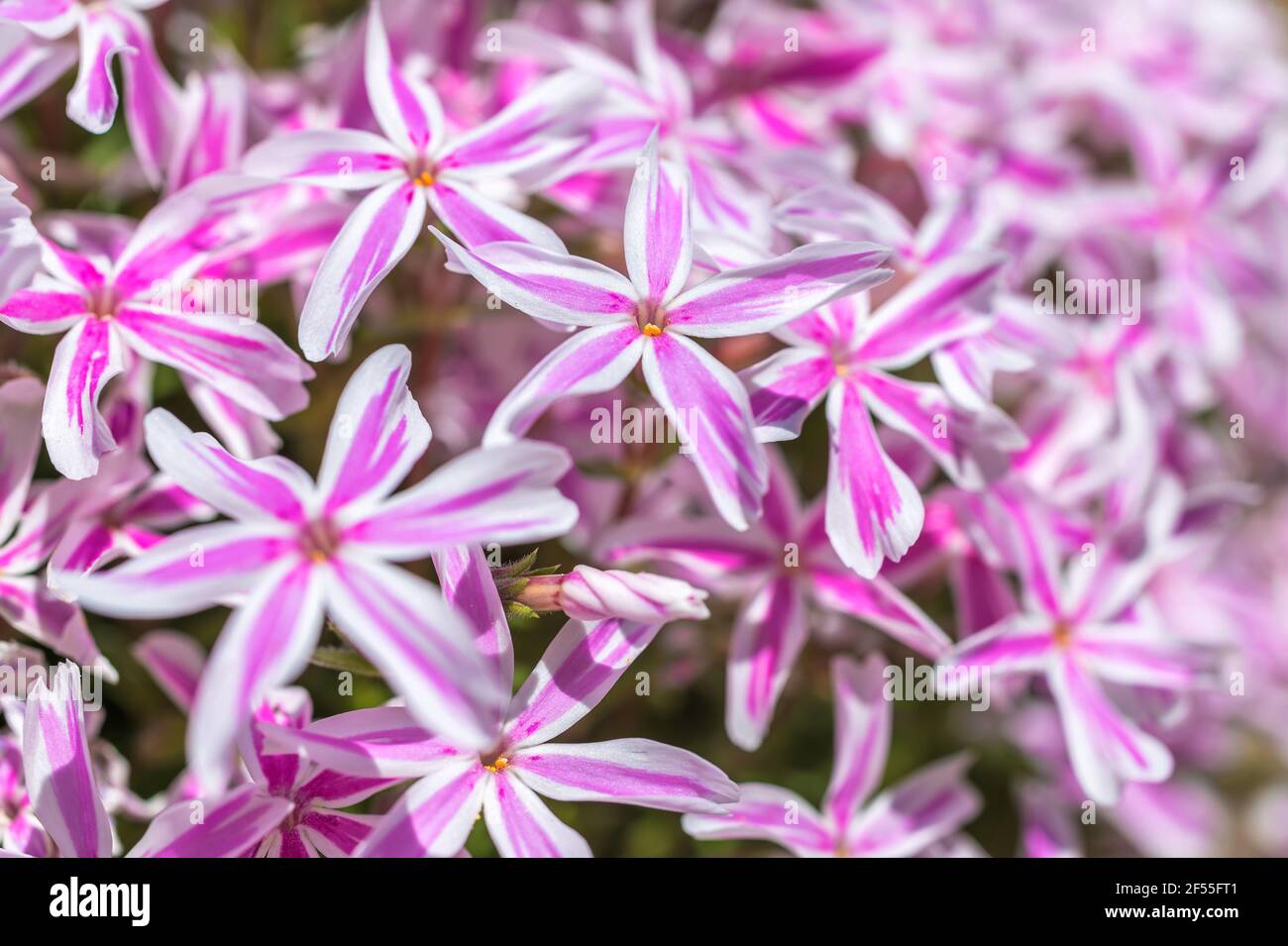 Fleurs d'étoile blanc violet comme fond floral Banque D'Images