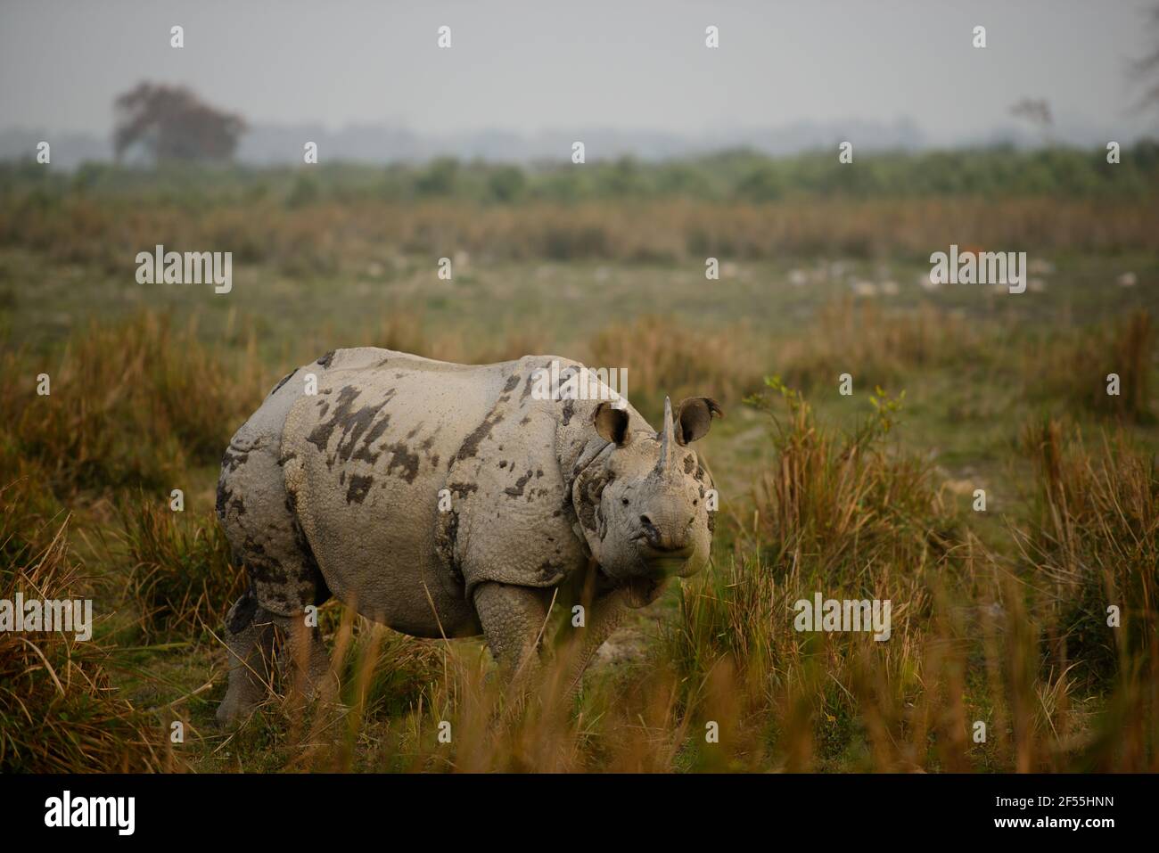 Grand Rhino indien, Parc national de Kaziranga, Assam Banque D'Images