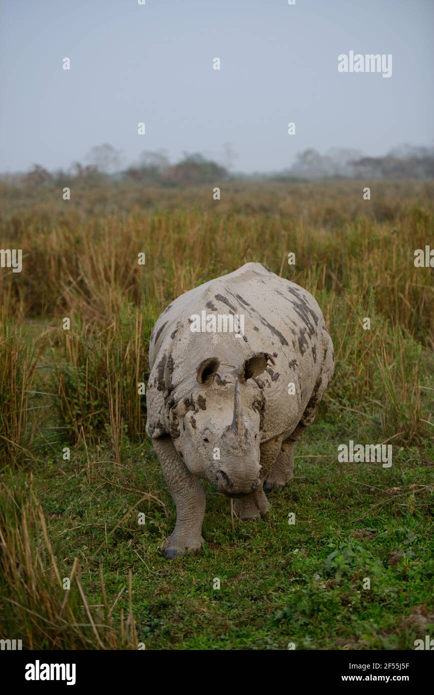 Grand rhinocéros indien au parc national de Kaziranga, Assam Banque D'Images
