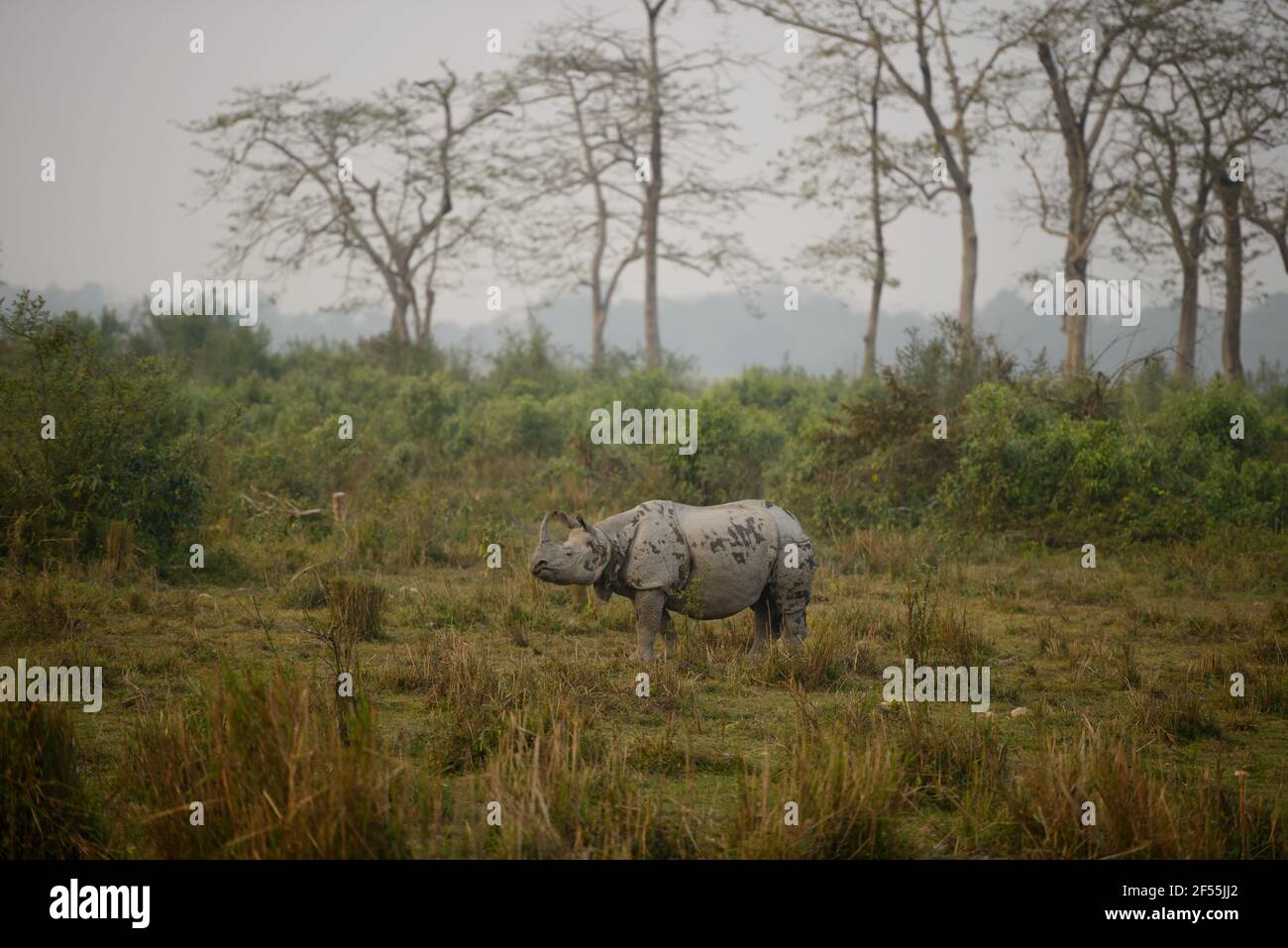 Grand Rhino indien, Rhinoceros unicornis, dans son environnement, Assam Banque D'Images
