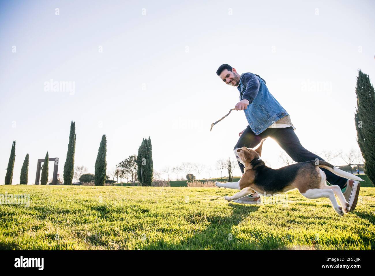 Homme montrant le bâton au chien pendant la course sur l'herbe pendant jour ensoleillé Banque D'Images