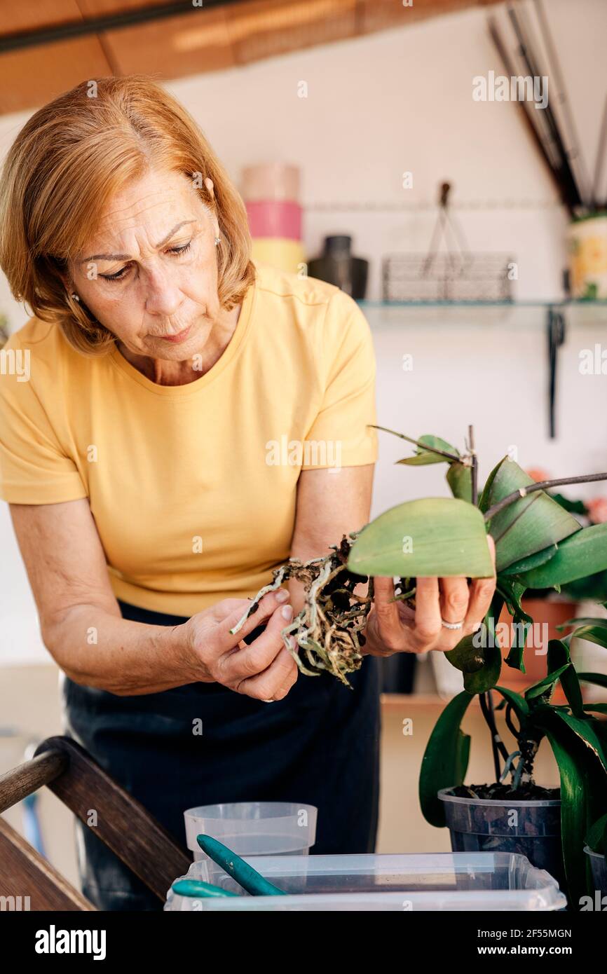 Femme vérifiant les racines des plantes en se tenant debout au hangar Banque D'Images