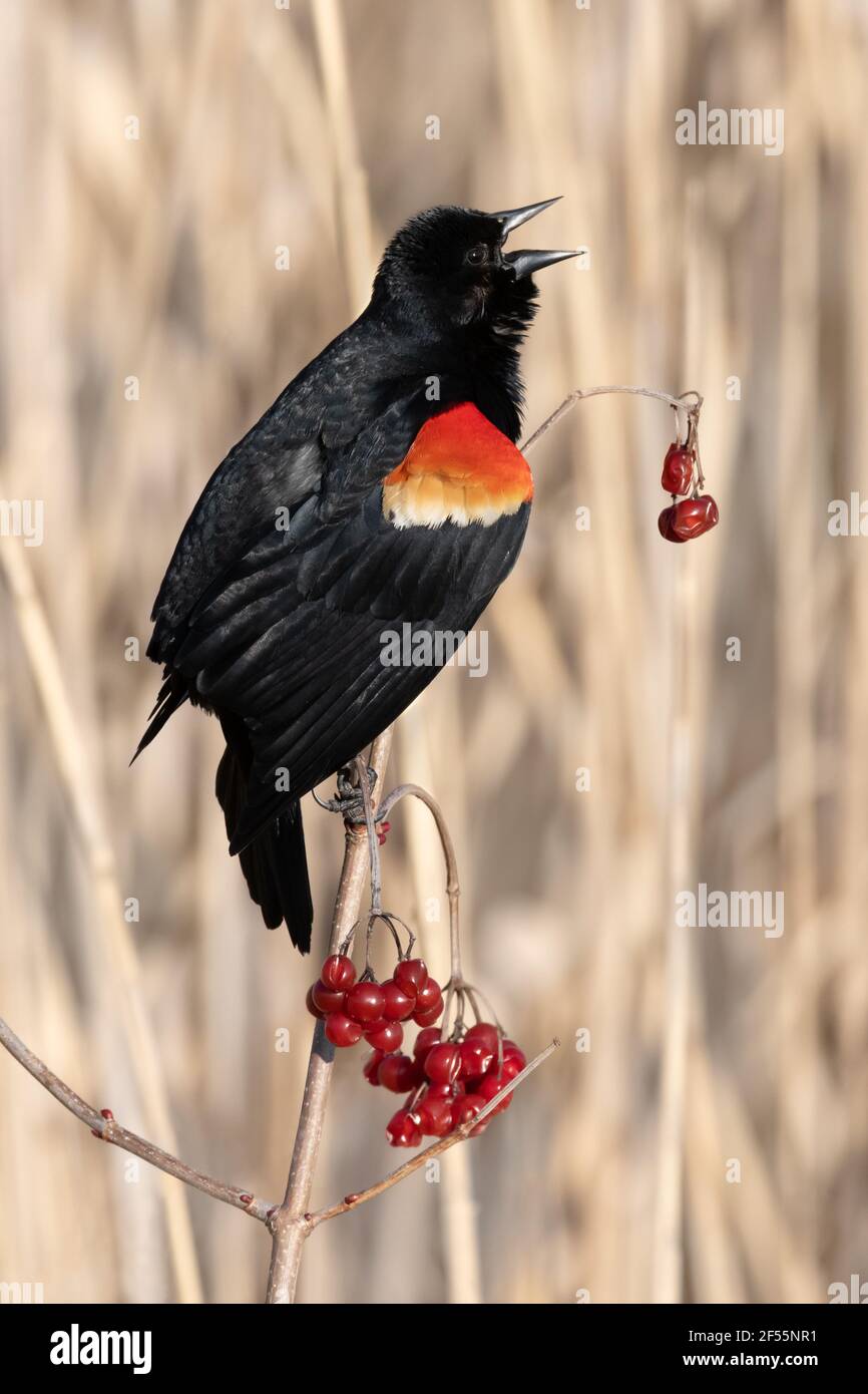 Un blackbird à ailes rouges d'un mâle fait le bruit d'une perchaude parsemée de baies de l'année dernière à la plage de Rouge, à Toronto, en Ontario. Banque D'Images
