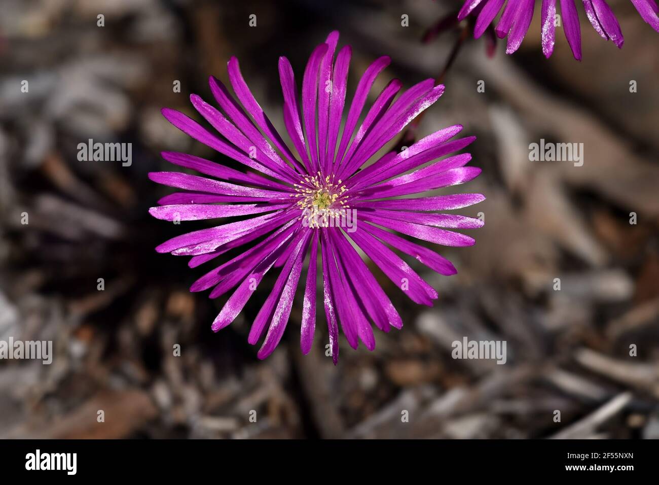 Delosperma lydenburgense une couverture de terre robuste, à croissance rapide, vervigreen, prostrate et succulente avec des fleurs de magenta vif. Banque D'Images