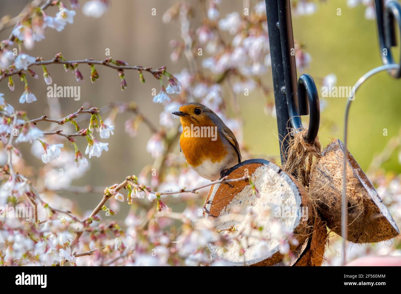 Robin au printemps cerisiers en fleurs, Prunus Incisa Kojo-no-mai, Alresford, Hampshire, Royaume-Uni Banque D'Images