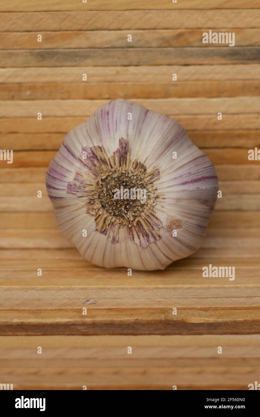 Gros plan ail allongé sur son côté sur un petit écran en bois, avec les racines sèches et coupées. Allium sativum Banque D'Images