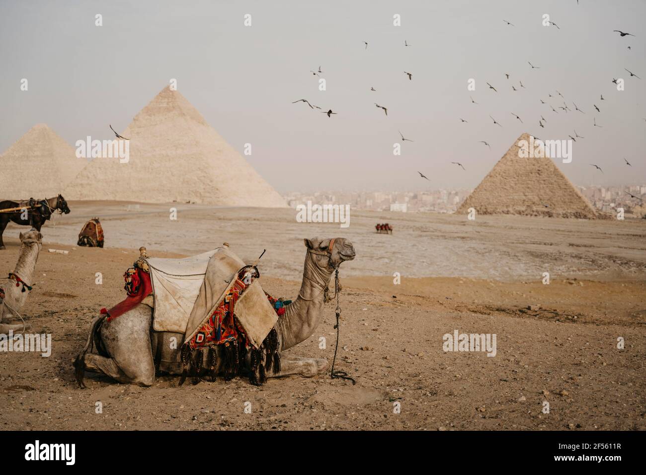 Égypte, le Caire, Flock d'oiseaux volant au-dessus de chameaux se reposant près des pyramides de Gizeh Banque D'Images