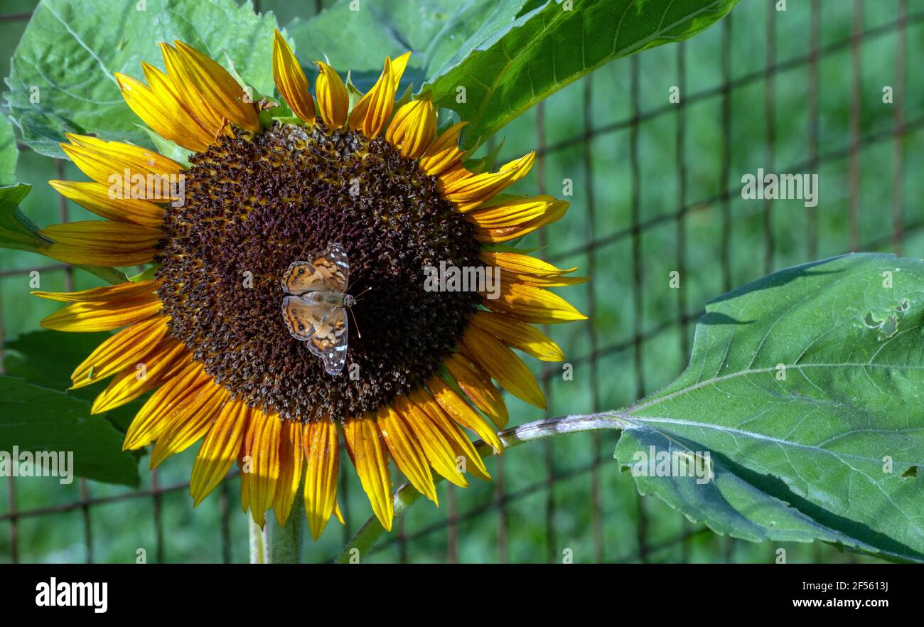 Avec de larges ailes ouvertes, un joli papillon peint de dame prend un peu de soleil comme il repose sur un tournesol dans le Missouri. Effet bokeh. Banque D'Images