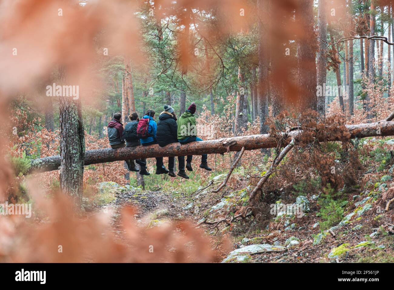 Des randonneurs mâles assis ensemble sur un arbre tombé dans la forêt d'automne Banque D'Images
