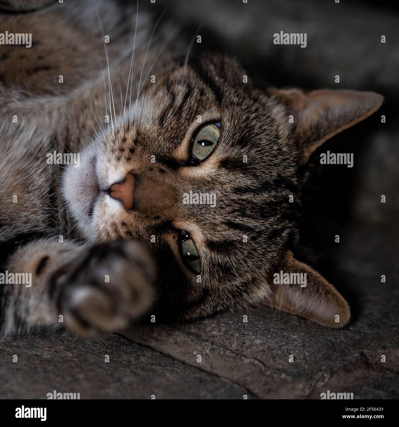 Gros plan portrait d'un beau chat tabby avec un sérieux expression reposant sur le sol Banque D'Images