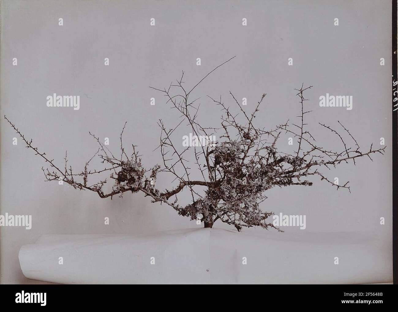 Seuil avec lichen trop gros. . Banque D'Images