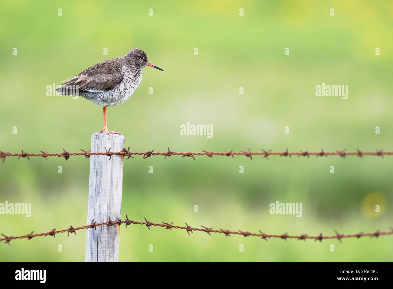 Redshank - sur le fil barbelé fenceTringa tétanos Flo réserve naturelle Islande BI029002 Banque D'Images