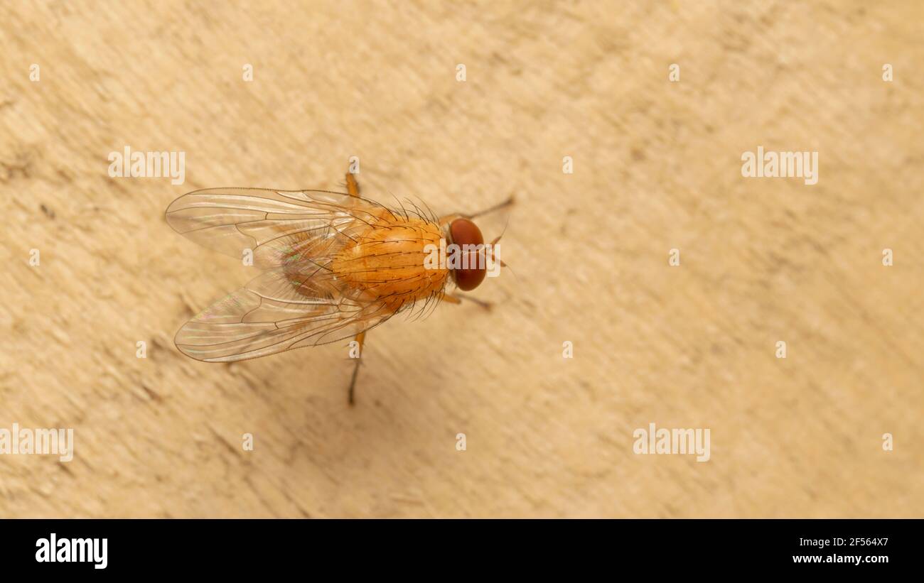 La mouche à fruits, souvent appelée gnat, de la famille des Drosophilidae Banque D'Images