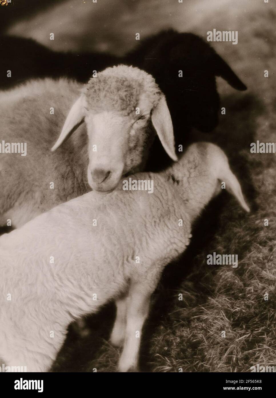 Trois agneaux. Plan d'état Hambourg, collection de l'histoire de la photographie Banque D'Images Trois agneaux. Plan d'état Hambourg, collection de l'histoire de la photographie Banque D'Images