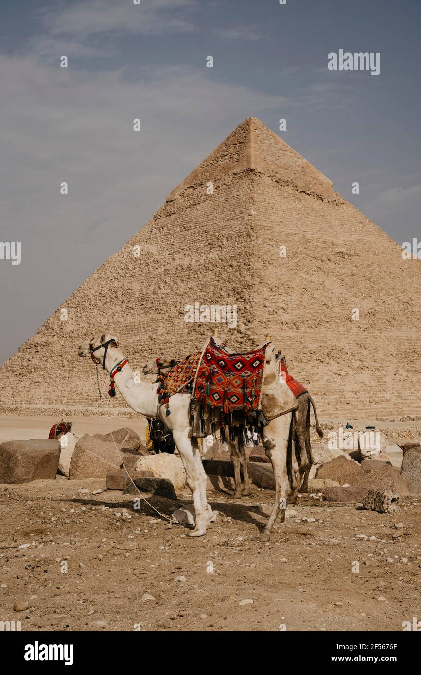Égypte, le Caire, deux chameaux devant la Grande Pyramide de Gizeh Banque D'Images