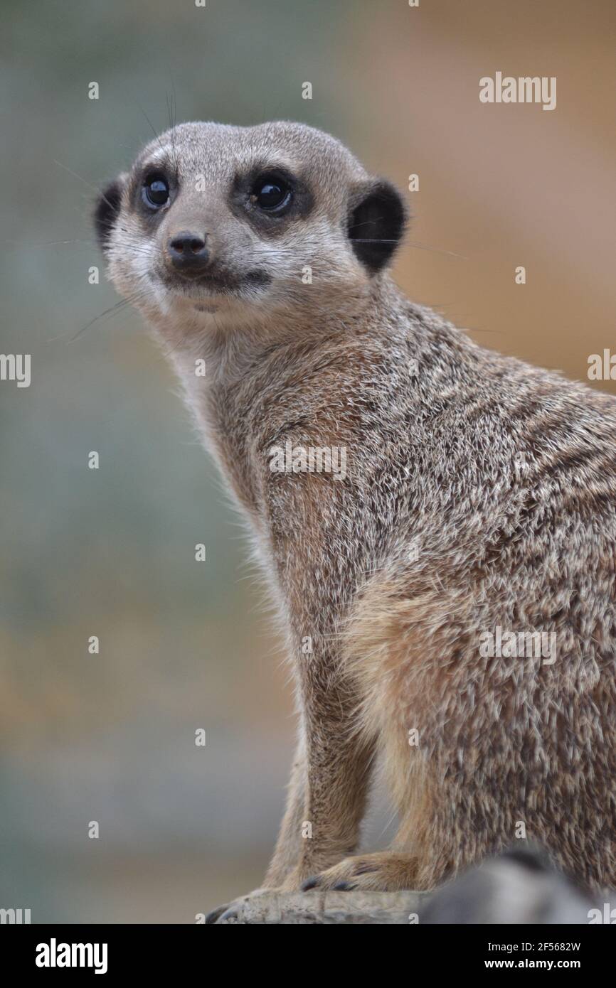 Meerkat - Suricata suricata - Portrait d'UN Meerkat - Petit animal de Furry avec museau pointu et grands yeux - Carnivore - Banque D'Images